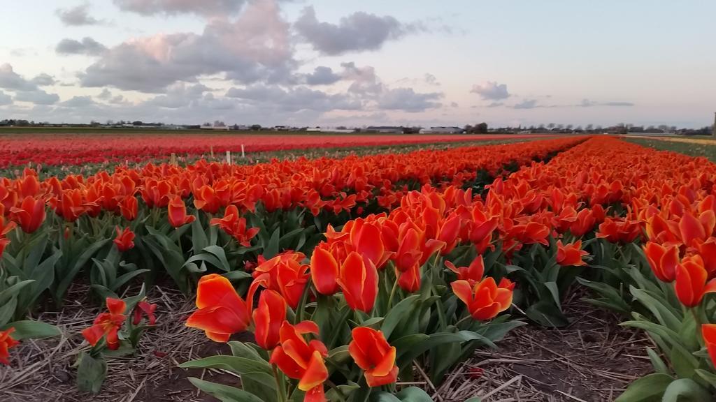 Logement Hellevoetsluis Exteriér fotografie